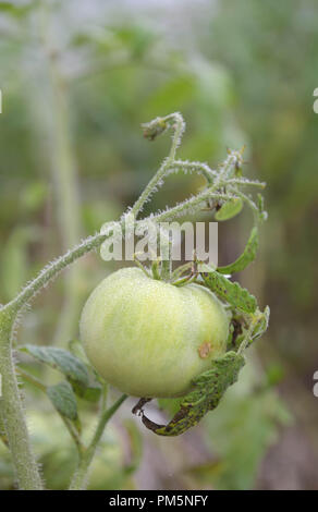 Une tomate verte sur la vigne tôt le matin, avec la rosée sur la tige Banque D'Images