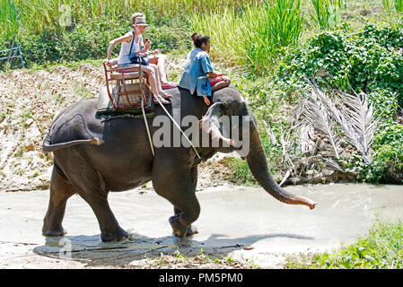 La Thaïlande, Koh Samui ; Éléphant (Elephas maximus) avec tourrists pour un petit voyage dans la jungle Banque D'Images