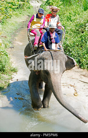 La Thaïlande, Koh Samui ; Éléphant (Elephas maximus) avec tourrists pour un petit voyage dans la jungle Banque D'Images