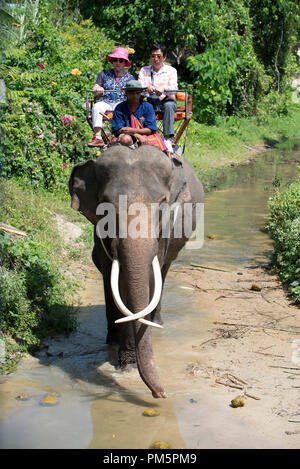 La Thaïlande, Koh Samui ; Éléphant (Elephas maximus) avec les touristes pour un petit aller-retour dans la jungle Banque D'Images