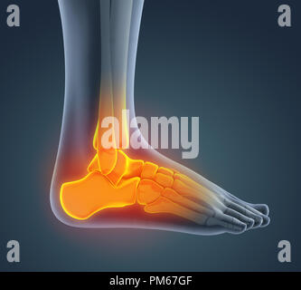 Anatomie du pied de l'illustration Banque D'Images