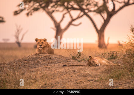 Femme African Lion (Panthera leo) au sommet d'une colline en Tanzanie au coucher du soleil - savane du Parc National de Serengeti, safari en Tanzanie Banque D'Images