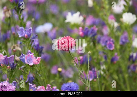 Bleuet (centaurea cyanus rose) dans une prairie de fleurs, sur une journée d'été. Banque D'Images