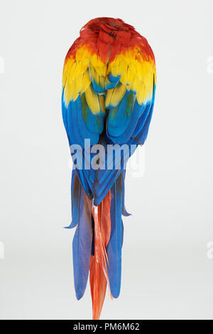 Retour de macaw parrot isolated on white background studio Banque D'Images