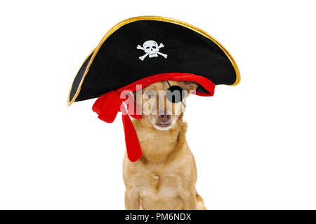 MIXEDBREED CHIEN vêtu d'un costume de carnaval OU HALLOWEEN PIRATE HAT. Contre isolé sur FOND BLANC Banque D'Images