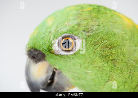 Close up of parrot eye isolated on white background studio Banque D'Images