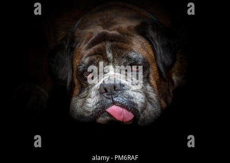Tête de chien boxer allemand isolé sur fond noir Banque D'Images