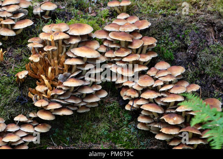 Colonie de champignons Banque D'Images