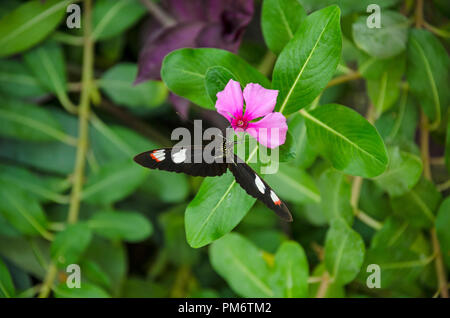 Papillon tropical vives - Facteur Commun - Heliconius melpomene Banque D'Images