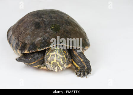 Marcher lentement sur fond blanc turtle studio isolé Banque D'Images