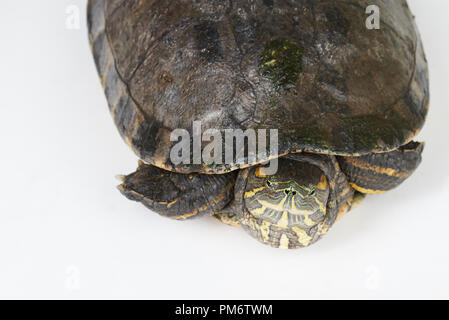 Dans turtle shell isolated on white background studio ci-dessus Vue de dessus Banque D'Images