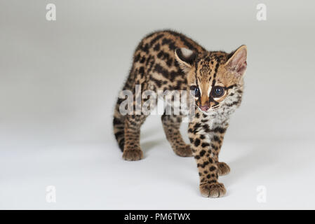 Petit bébé de chat sauvage isolé sur fond blanc studio Banque D'Images