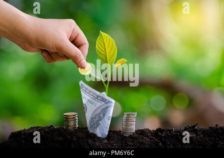 Mettre de l'argent main Billets Bouteille Image de l'arbre avec des billets de banque d'affaires de plus en plus sur le haut fond naturel vert l'économie d'argent et d'investissement fi Banque D'Images