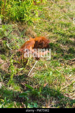 L'orang-outan de Sumatra (Pongo abelii) né en décembre 2017 au Royaume-Uni, le Zoo de Chester. Août 2018. Banque D'Images