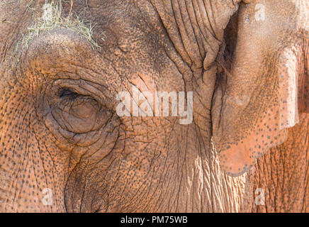 La peau ridée de l'éléphant d'Asie (Elephas maximus), le Zoo de Chester, Royaume-Uni. Août 2018 Banque D'Images