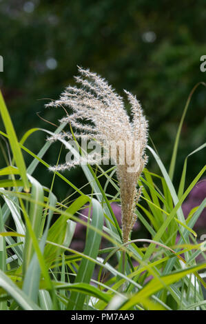 Miscanthus sinensis. L'herbe d'argent chinois Banque D'Images