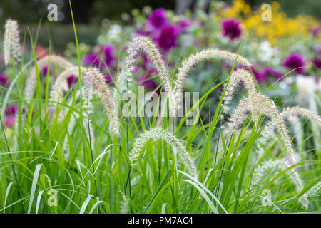 Pennisetum orientale. Fontaine Oriental dans un jardin d'herbe border Banque D'Images