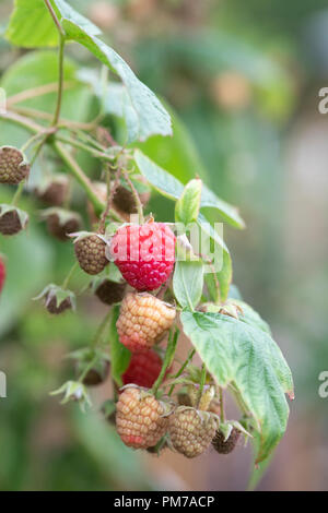 Rubus idaeus 'Zeva'. 'Zeva framboisier' sur le bush dans un jardin anglais. UK Banque D'Images