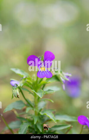 Viola tricolor. Pensée sauvage / Heartsease fleur dans l'herbe. UK Banque D'Images