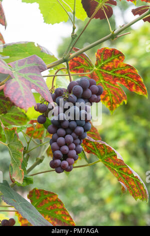 Chuyler "Vitis labrusca' Raisin. Chuyler "vigne" Banque D'Images