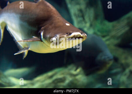 Piscine requin sous l'eau le long de Banque D'Images