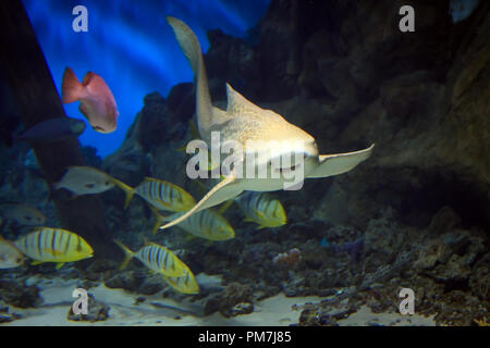 Piscine requin sous l'eau le long de Banque D'Images