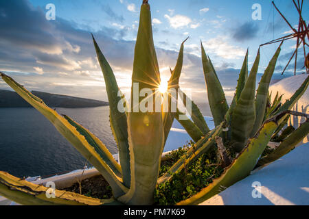 Cactus et d'aloès dans le coucher du soleil sur la mer Banque D'Images