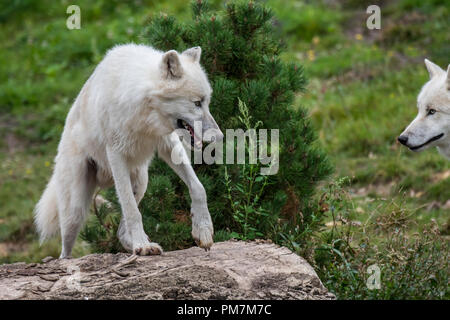 Deux Loups de l'Arctique canadien / loups blancs / Polar wolf (Canis lupus arctos) indigènes au Canada Banque D'Images