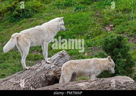 Deux Loups de l'Arctique canadien / loups blancs / Polar wolf (Canis lupus arctos) indigènes au Canada Banque D'Images