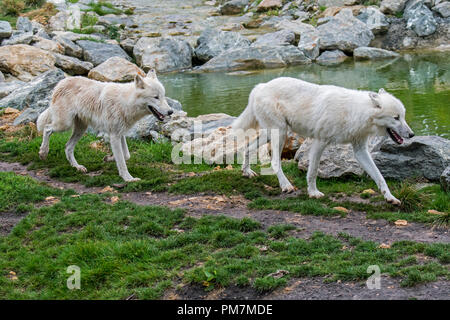 Deux Loups de l'Arctique canadien / loups blancs / Polar wolf (Canis lupus arctos), originaire du Canada, la chasse le long de rivière Banque D'Images