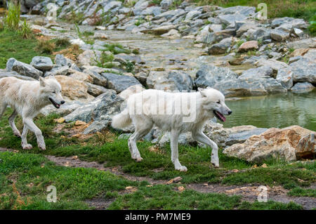 Deux Loups de l'Arctique canadien / loups blancs / Polar wolf (Canis lupus arctos), originaire du Canada, la chasse le long de rivière Banque D'Images