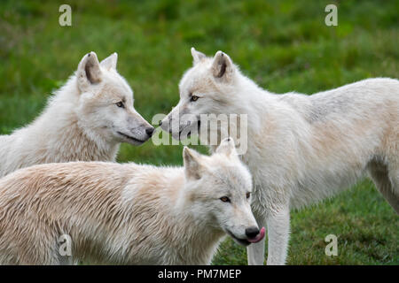 Close up de trois loups arctiques / loups blancs / Polar wolf (Canis lupus arctos) Wolf Pack, indigènes au Canada Banque D'Images