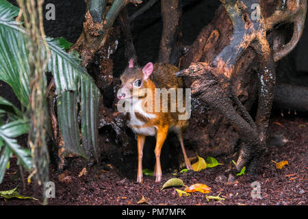 Souris moindre-deer / kanchil / chevrotain malais moindre (Tragulus kanchil) plus petits mammifères à sabots originaire d'Asie du Sud-Est Banque D'Images