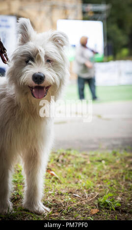 Demi-sang blanc Bouvier des Ardennes, Close up Banque D'Images