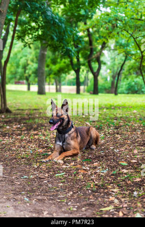 Berger Belge Malinois assis sur l'herbe verte, brown dog Banque D'Images