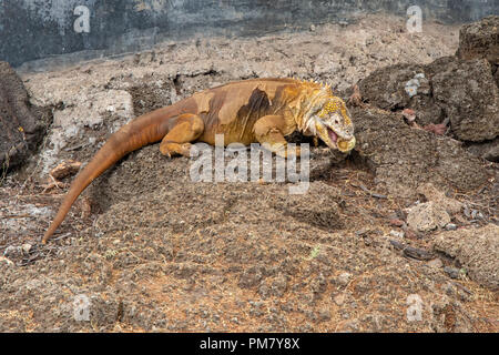 Land iguana (Conolophus subcristatus) aux Galapagos Banque D'Images