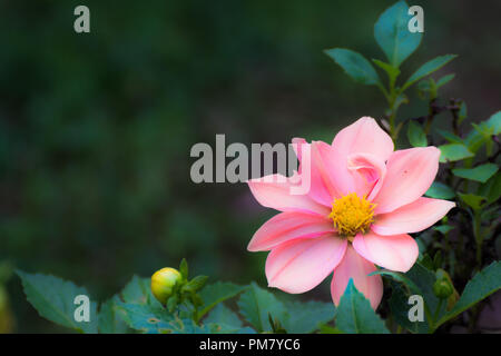 Belle fleur dahlia rose tendre Banque D'Images