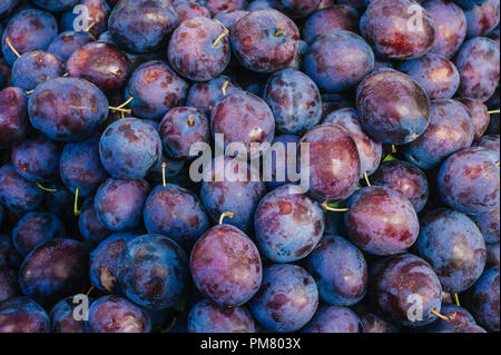 Vue de dessus de l'arrière-plan ou de prunes bio damson Banque D'Images