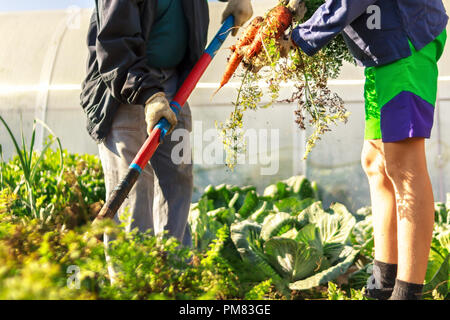 Deux personnes de l'agriculture jeune adolescent avec bande big dirty fresh orange carottes dans les mains et le vieil homme avec une pelle dans les vêtements de travail occupés à la récolte d'un Banque D'Images