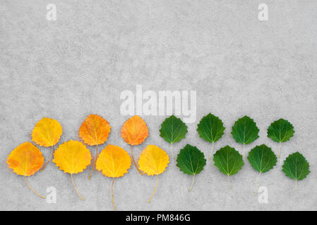Changement de saisons. En vert et jaune, en été et en automne les feuilles sur fond de béton. Banque D'Images