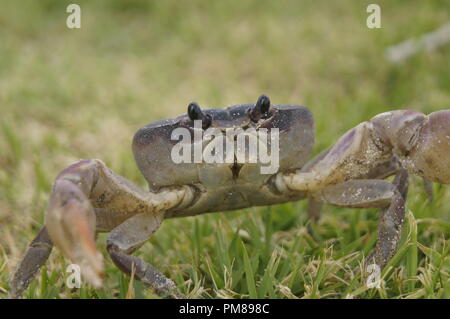 Cardisma guanhumi petit crabe terre bleu des Caraïbes qui s'échappe de l'appareil photo sur un patch d'herbe Banque D'Images