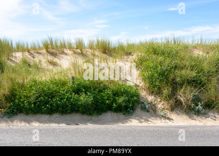 La dune de sable entre la plage du Guesclin et la route côtière, couverts de graminées sauvages et protégées par un grillage avec poteaux de bois. Banque D'Images