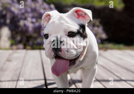 Black & White baby bulldog puppy dog sur le pont close up out. Il est très avisé de quelque chose. Il est très curieux. Banque D'Images