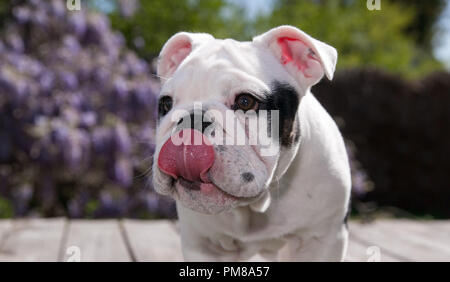 Black & White baby bulldog puppy dog out sur le pont à la faim puissant. Banque D'Images