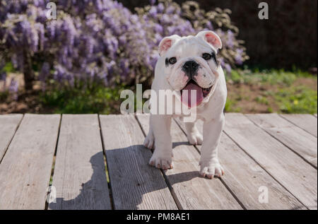 Black & White baby bulldog puppy dog avant debout sur le pont avec la langue. Il semble être très heureux qu'il est souriant. Banque D'Images