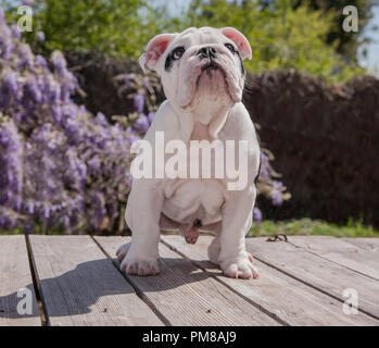 Black & White bulldog chien chiot bébé assis sur le pont jusqu'à l'attente d'obtenir ce traitement. Banque D'Images