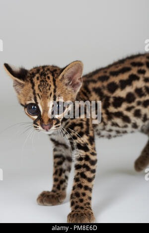 Mignon bébé chat sauvage de l'article isolé sur fond blanc Banque D'Images