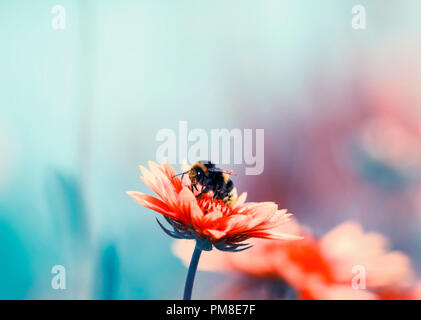 Shaggy bumblebee assis sur une fleur de recueillir le nectar doux en été et jardin coloré Banque D'Images