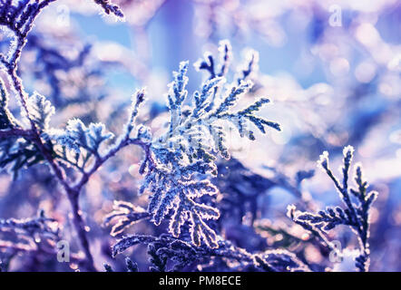 Belles branches d'un sapin de Noël dans un jardin couvert de cristaux de neige transparent brillant Banque D'Images