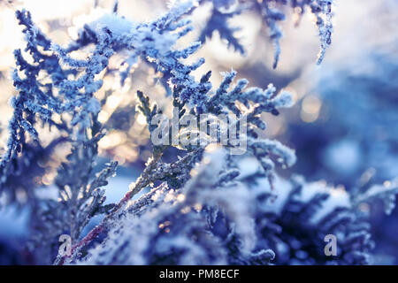 Les branches d'un sapin de Noël dans un jardin couvert de cristaux de neige transparent brillant Banque D'Images